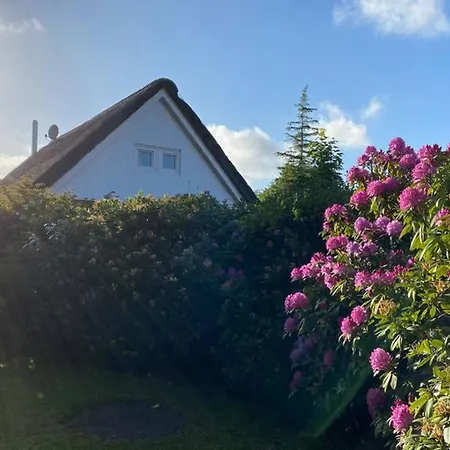 Butterblume Südbrookmerland